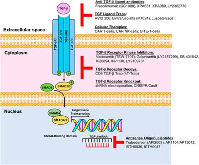 Targeting TGF-β signaling in the multiple myeloma microenvironment: Steering CARs and T cells in the right direction